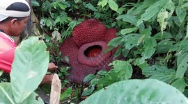 Indonesians find rare giant flower in forest