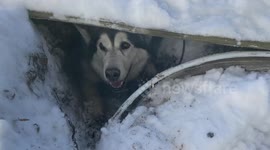 Adorable Alaskan Malamute buries herself deep in Montreal snowfall