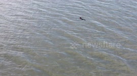 Footage of Beaver Swimming