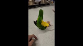 Talented parrot rolls over to receive treats