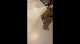 Cat unfazed by cicada buzzing in her mouth