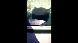 Stingrays coming to KLEINBAAI Harbour in Western Cape South Africa