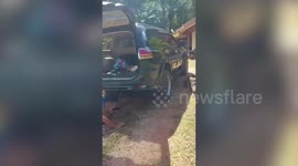 Fierce jumbo cobra caught hiding inside car engine in Thailand