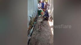 Huge python regurgitates family's pet cat when it was caught hiding in backyard