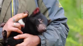Adorable Tasmanian devil joeys born at animal sanctuary in Australia receive their first health checks