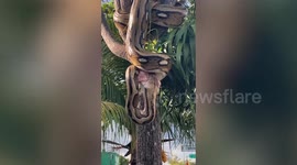 Python hangs from tree while swallowing fresh meat in Mexico