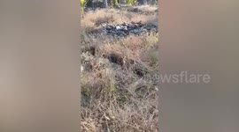 Frightened monitor lizard with head stuck in discarded sardine can rescued in Thailand