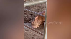Tired cow with tongue out and funny face rests on ground