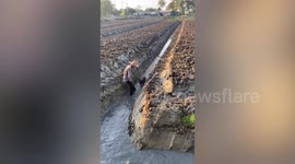 Energetic pet French bulldog enjoys running along muddy water in field