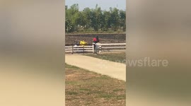 Helpful French bulldog collects parcel from postman in Thailand