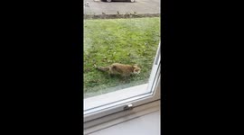 Watch as a fox gets startled and hilariously goes wide eyed as it realises it is being watched through a window