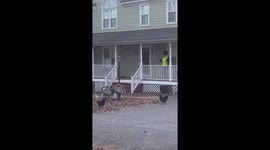 Amazon delivery person hilariously gets chased by a pack of turkeys and roosters