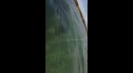 Extremely cute video of wild sea lion coming to explore the GoPro camera