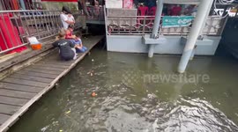 Large catfish flock near family feeding them bread by river in Thailand