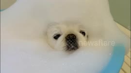 Incredibly adorable dogs bond in a bubble bath