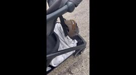 French Bulldog relaxed at the farmers market in a baby stroller