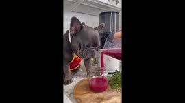French Bulldog helps to make juice from exotic fruits: very cute.