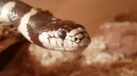Eastern King Snake also called chain snake is a large species