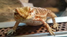 Curious bearded dragons are an incredible sight to see