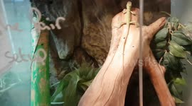 Eastern casquehead iguana lizard is native to Mexico and Central America