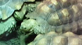 Tortoises are reptiles of the family Testudinidae and live on most continent's