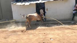 Blitzing angry bull bludgeons man; 20 injured overall during unsanctioned event in India