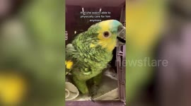 Neglected elderly parrot nursed back to health by animal carer