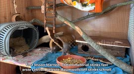 Keeping rats as pets - sweet and intelligent animals