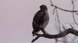 Red-tailed Hawk hunting for prey from tree perch in Minnesota winter