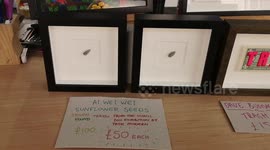 At the London Art Fair, some cheeky artist had taken 2 seeds from the  Al Wei Wei Seed artwork that had been at the Tate Modern