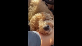 Buzz Lightyear the Goldendoodle puppy snoring like a human