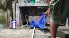 Aggressive king cobra fights animal rescuers taking it out of family's home