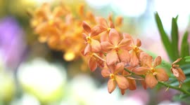 Stunning orchids displayed at colourful flower festival in Thailand