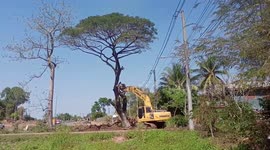 Felled tree narrowly misses oncoming car during clearing work in Thailand