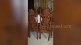 Fluffy white kitten found stuck in awkward position between chairs