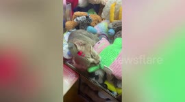 Stray cat sleeps with cuddly toys in fairground claw grabber game