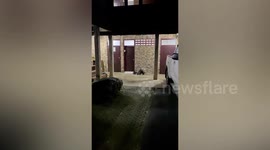 Wild porcupine visits tourist's hotel room at Thai national park