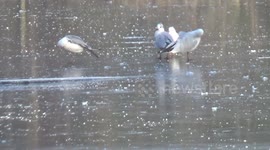 St James' Park in London becomes frosty due to sub-zero temperatures across UK