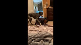 Great Dane keeps trying to hump owner with no restraint