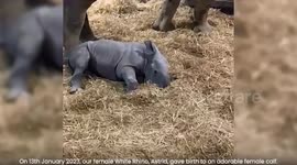 Watch adorable