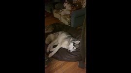 Our Alaskan Malamute Sojou fast asleep continues to run after spending a lovely day in Larose Forest in Ontario Canada as a sleddog