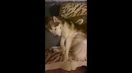 Dog Tired our 2 Alaskan Malamutes Fish 2yr (Red) and Sojou 5yr have been running in a sled dog team in Larose Forest in Ontario Canada