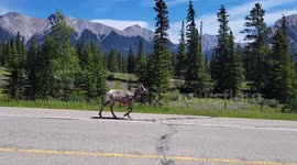Bighorn Sheep in Banff