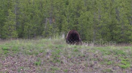 Grizzly Bear in Banff National Park
