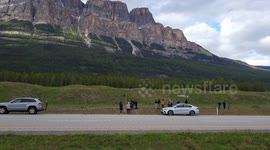 Grizzly Bear in Banff National Park