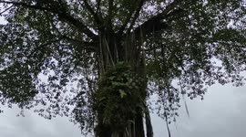 Iconic tree in Kuantan Malaysia that without lives tree node but with only wisterias