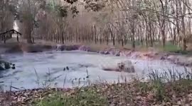 Exhausted wild elephant stuck in muddy pond rescued in Thailand