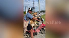 Ice-cool pet dog wears sunglasses on customised motorcycle with owner