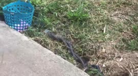 Two snakes locked in mating ritual in field