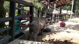 Friendly rhino enjoys butt scratches from zookeeper